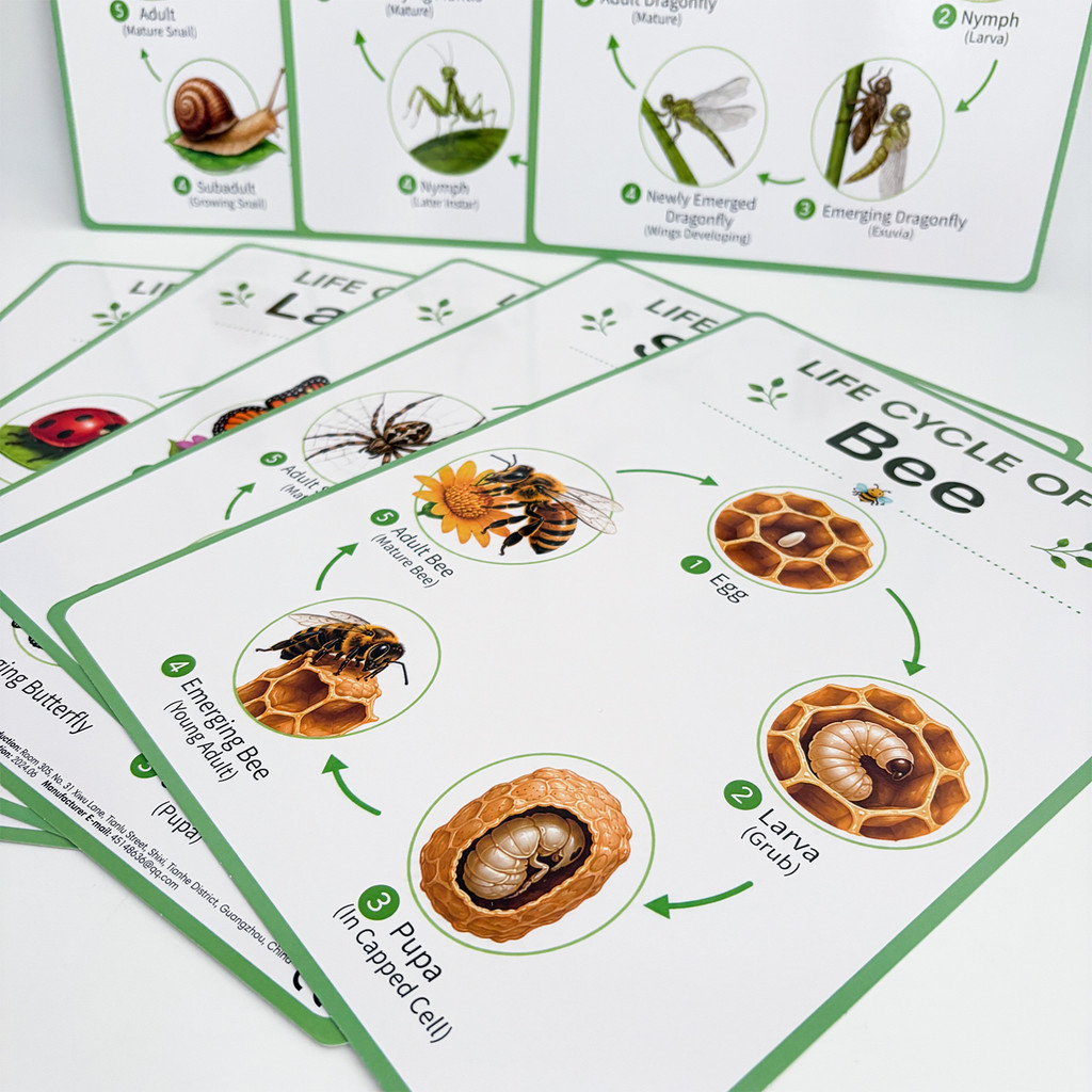 8 Pósters Educativos sobre el  - Kids Nature Education reseña y precio