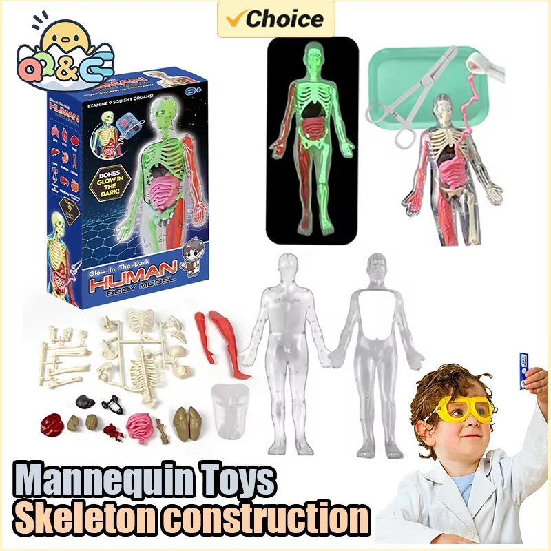 Esqueleto humano, anatomía de  - Kids Nature Education reseña y precio