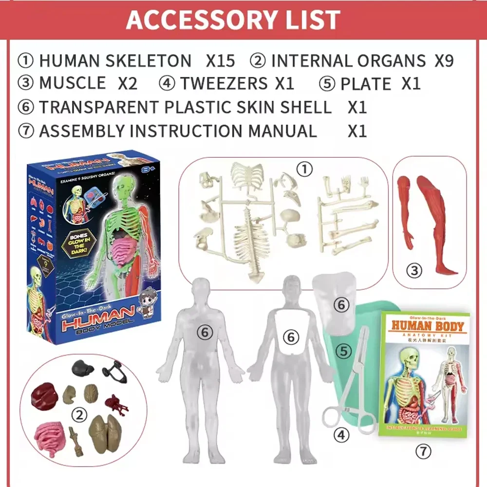 Esqueleto humano, anatomía de  - Kids Nature Education reseña y precio